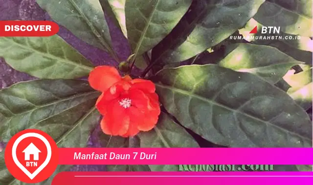 manfaat daun 7 duri