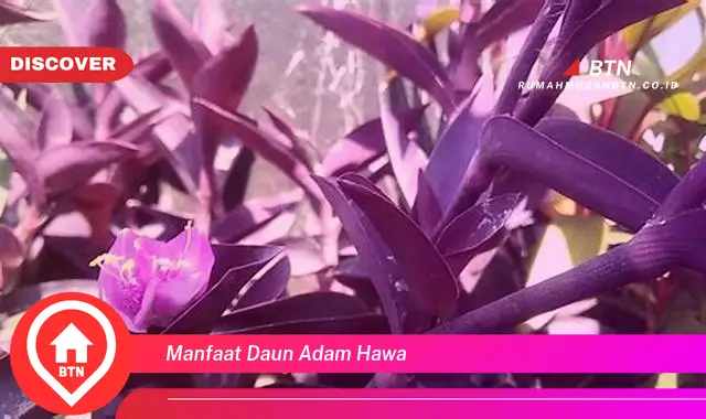 manfaat daun adam hawa