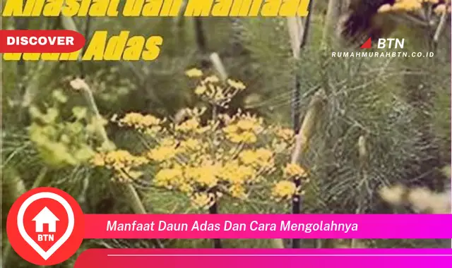 manfaat daun adas dan cara mengolahnya