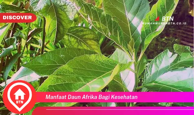 manfaat daun afrika bagi kesehatan