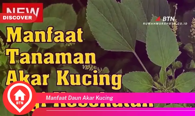 manfaat daun akar kucing