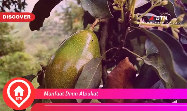 manfaat daun alpukat