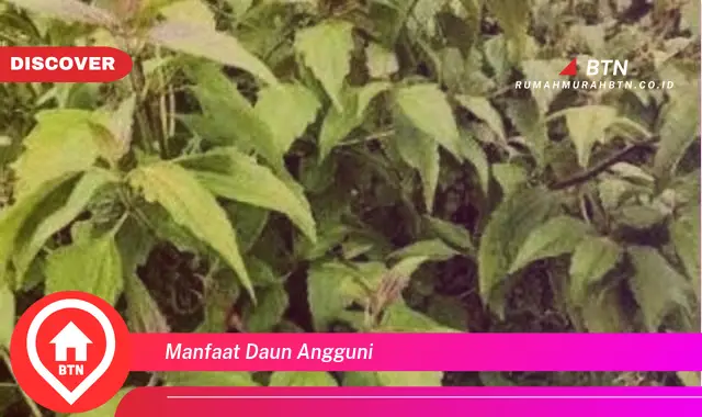 manfaat daun angguni