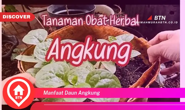 manfaat daun angkung