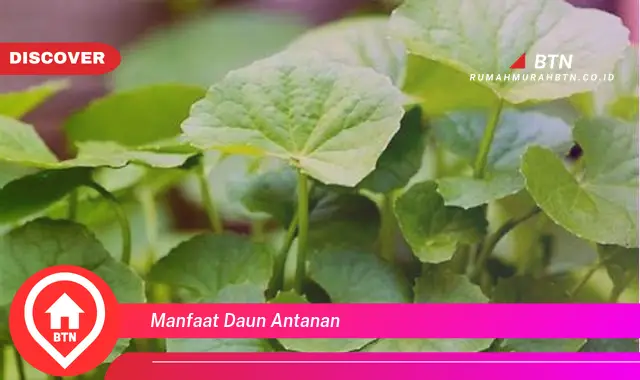 manfaat daun antanan