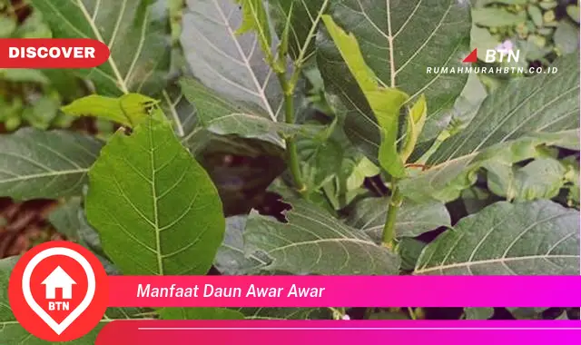 manfaat daun awar awar