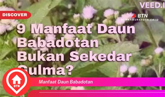 manfaat daun babadotan