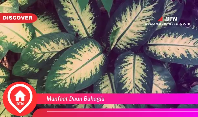 manfaat daun bahagia