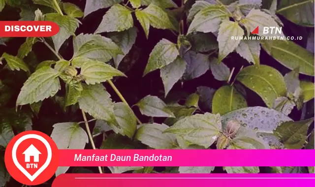 manfaat daun bandotan