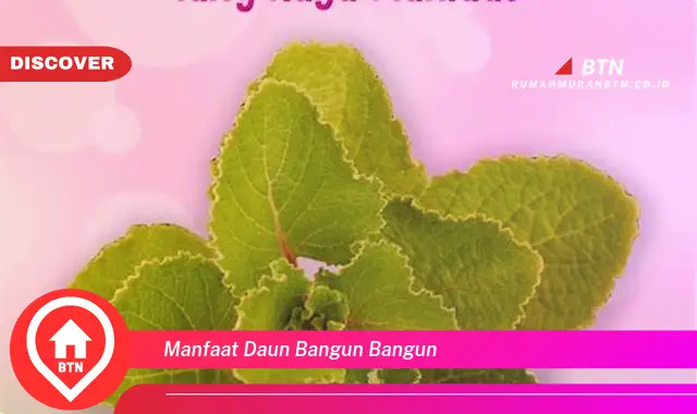 manfaat daun bangun bangun