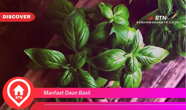 manfaat daun basil