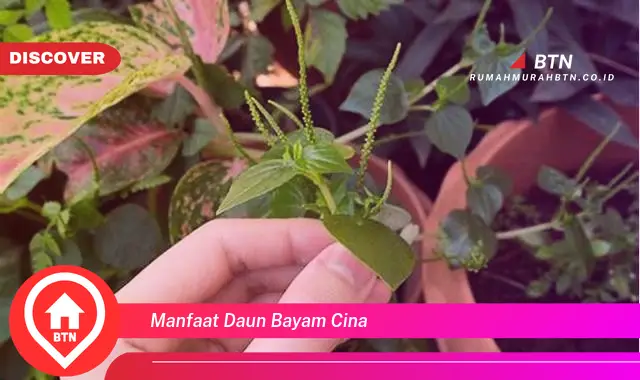 manfaat daun bayam cina