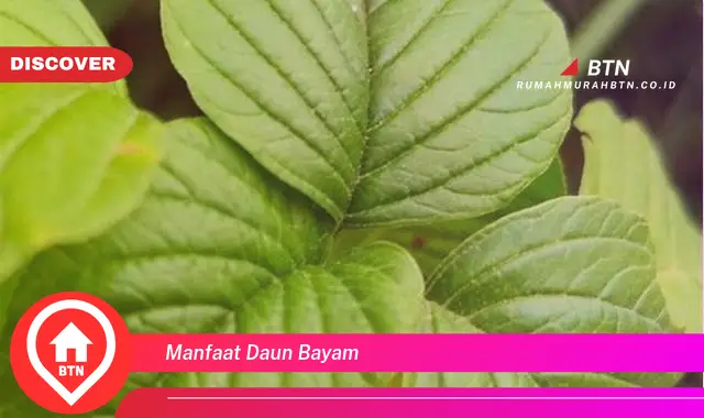 manfaat daun bayam