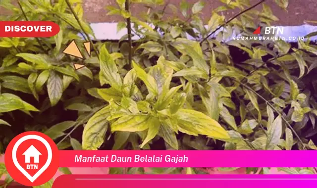 manfaat daun belalai gajah