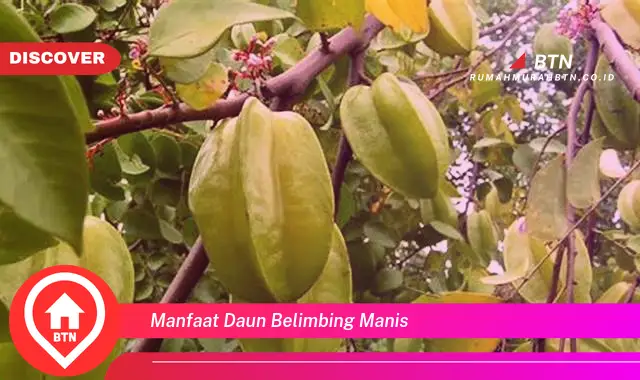 manfaat daun belimbing manis