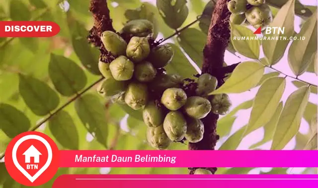 manfaat daun belimbing