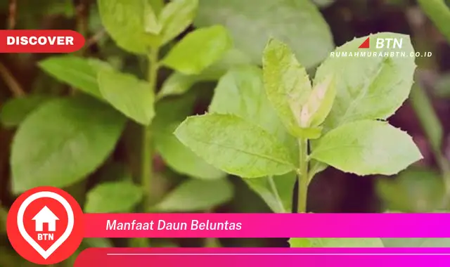 manfaat daun beluntas