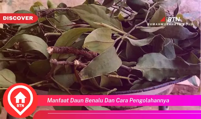 manfaat daun benalu dan cara pengolahannya