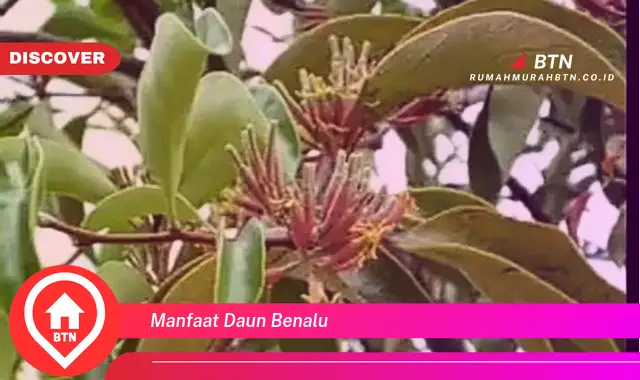 manfaat daun benalu