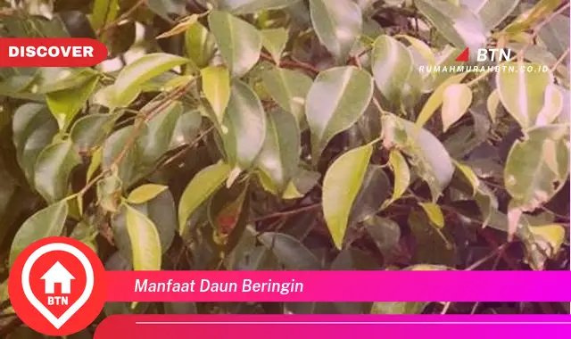 manfaat daun beringin