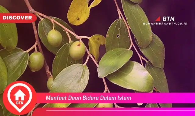 manfaat daun bidara dalam islam