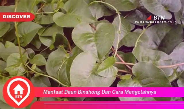 manfaat daun binahong dan cara mengolahnya