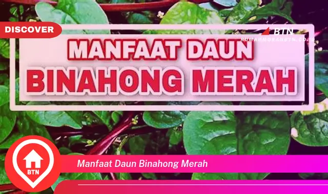 manfaat daun binahong merah