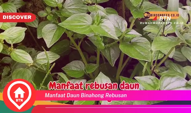 manfaat daun binahong rebusan