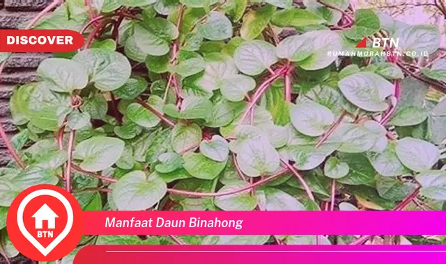 manfaat daun binahong