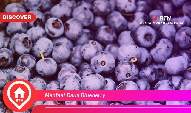 manfaat daun blueberry