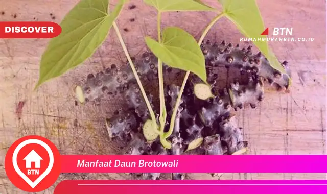 manfaat daun brotowali