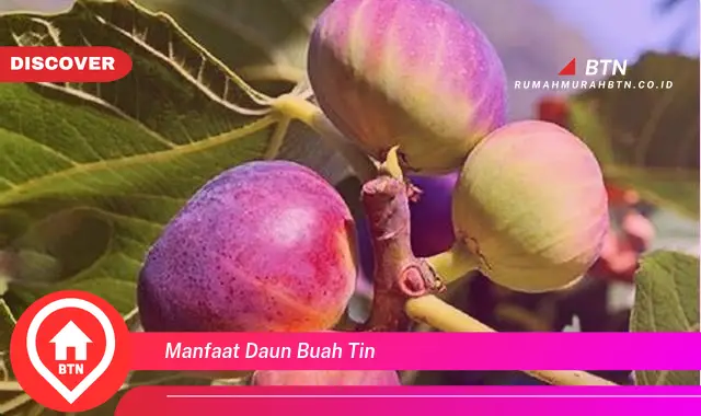 manfaat daun buah tin