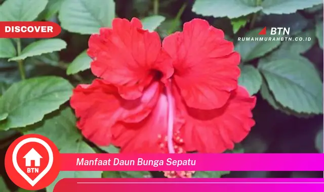 manfaat daun bunga sepatu