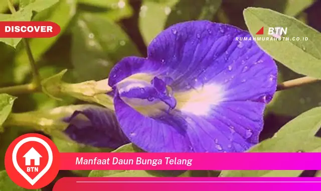 manfaat daun bunga telang