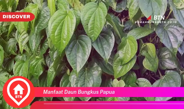 manfaat daun bungkus papua