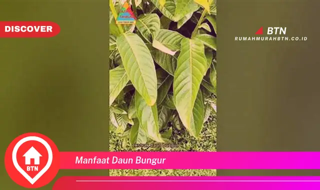 manfaat daun bungur