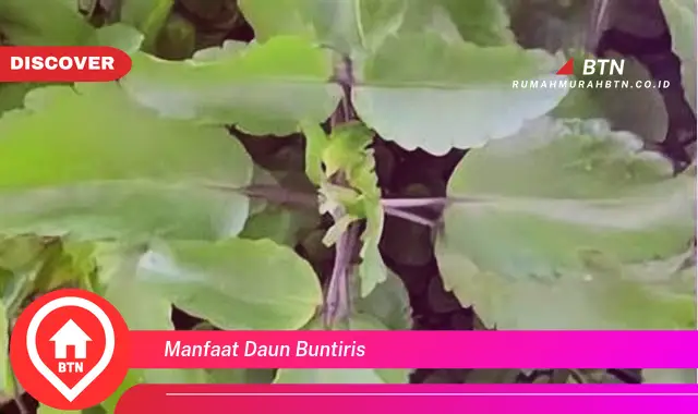 manfaat daun buntiris