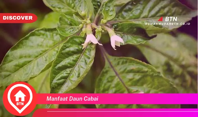 manfaat daun cabai