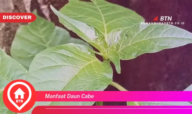 manfaat daun cabe