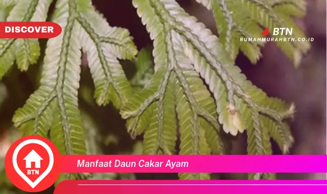 manfaat daun cakar ayam