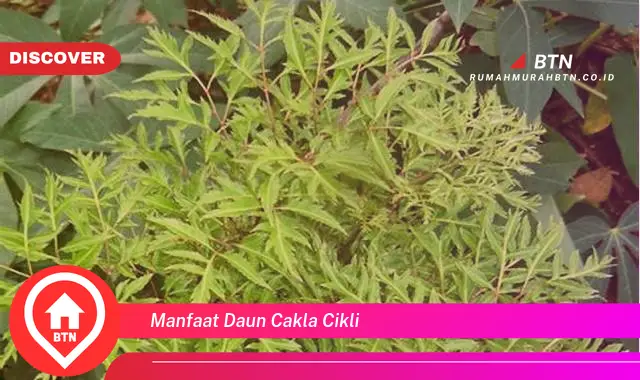 manfaat daun cakla cikli