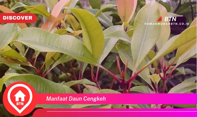 manfaat daun cengkeh