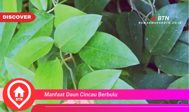 manfaat daun cincau berbulu