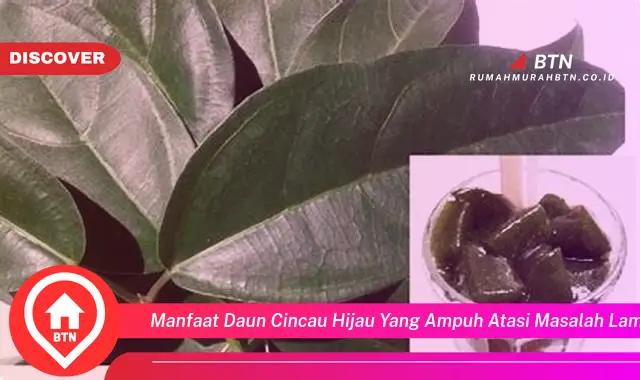 manfaat daun cincau hijau yang ampuh atasi masalah lambung