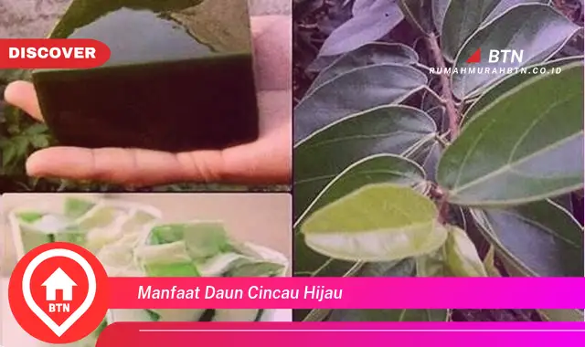 manfaat daun cincau hijau