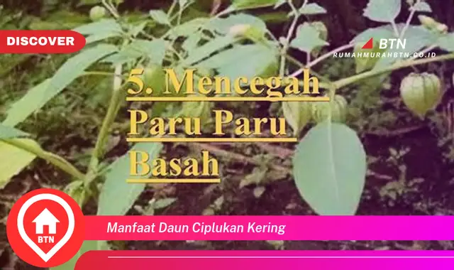 manfaat daun ciplukan kering