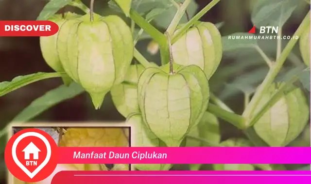 manfaat daun ciplukan