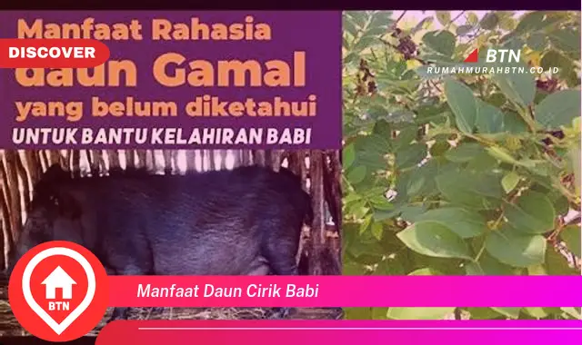 manfaat daun cirik babi