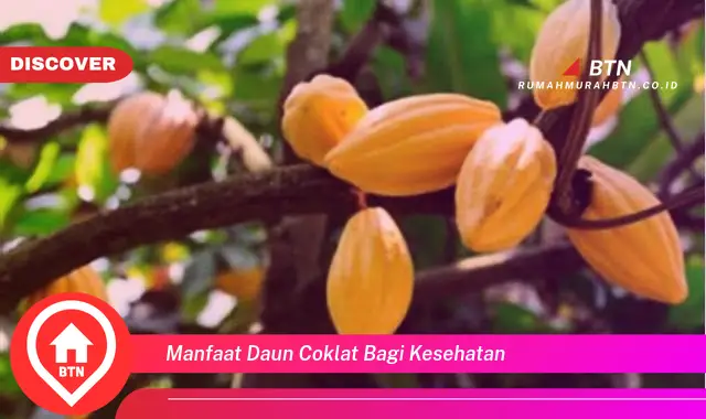 manfaat daun coklat bagi kesehatan