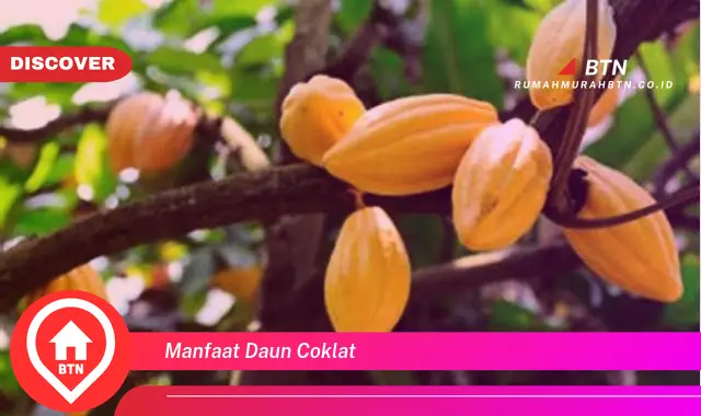 manfaat daun coklat